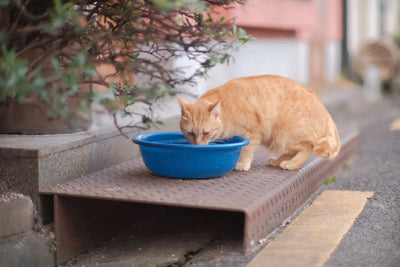 Can Cats Drink Tap Water? Safety, Taste and Why Intake Matters Most