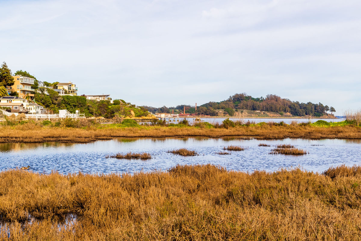 Waterfront homes on a wooded hillside above a coastal salt marsh, where tidal water meets brown grass