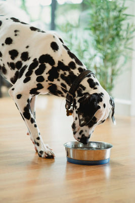 A Dalmatian drinking tap water from a stainless steel bowl on a wood floor at home