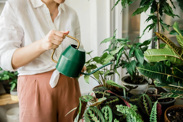 person watering indoor plants