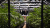 Commercial Cannabis Cultivation