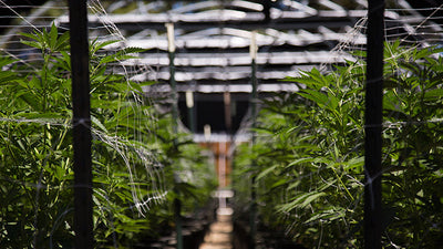 Cannabis cultivation water filtration